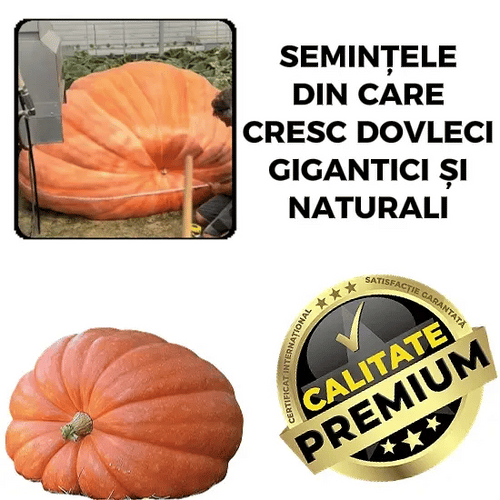 Semințe Dovleac Uriaș - GiantGrow™