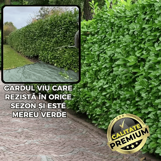 Gard Viu și Verde Tot Anul - GreenWall™