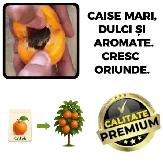 Puișor de Cais - CaisMagic™