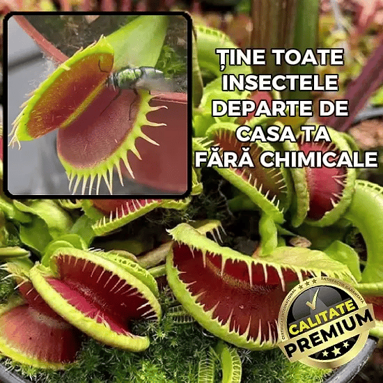 Planta Carnivoră care te scapă de insecte – InsectStop™
