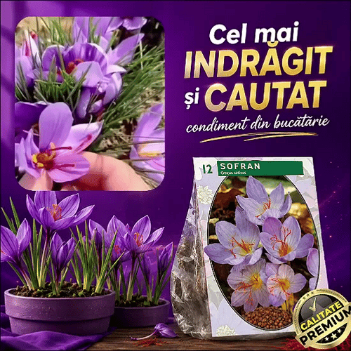 Semințe de Șofran GoldPlant™